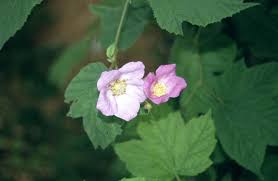 Wild raspberries from north america are classified as a different species. Rubus Odoratus Flowering Raspberry Rhs Gardening