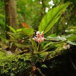 Image result for Begonia longipetiolata