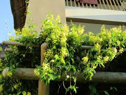 Image result for Tristellateia africana