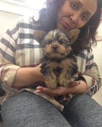 September 28, 2024 Nicholas Ernest Andrew (Tyler) Green, my love, from the  second you attacked all the other puppies in the kennel to get to me I knew  we were kindred spirits.