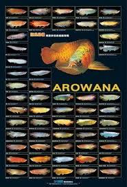 Arowana Poster Tropical Fish Aquarium Aquarium Fish Freshwater Aquarium Fish