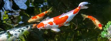 Maybe you would like to learn more about one of these? Koi Fish Care Lifespan Tank Mates Diet Health
