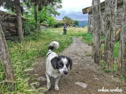 Dumanalan Cit Kapi Bekci Evsahibi Giris Cimen Koy Fence Door Guard Host Entrance Grass Village Erkanarslan Dogs Animals