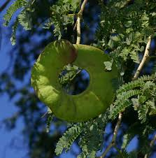 Image result for Faidherbia albida