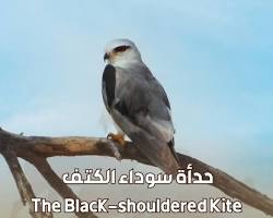 Image of طائر الحدأة