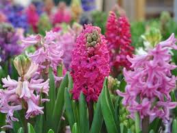 Most people plan their flower beds by colour or season of bloom, but there's no reason you can't have an alphabetical garden. 12 Heavenly Flowers That Start With H