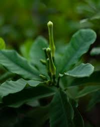 Image result for Tabernaemontana pachysiphon