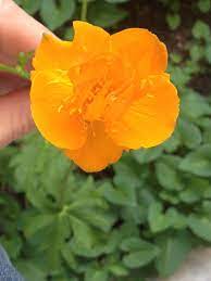 Globeflower Trollius Chinesis These Are Globe Flowers With Fibrous Roots Love Sun Or Part Shade And Slightly Damp Soil Globe Flower Flowers Roots