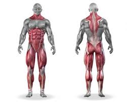 What Muscle Groups Do Deadlifts Work 5 Tried And True