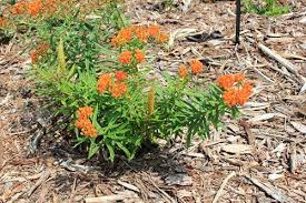 Rain Garden Plants Butterfly Milkweed Extension Clemson University South Carolina Asclepias Tuberosa Milkweed Plant Asclepias