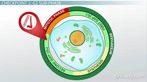 We did not find results for: The Cell Cycle Control System Video Lesson Transcript Study Com
