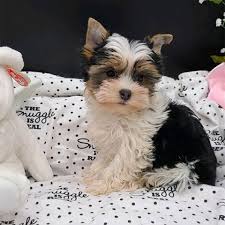 Maybe you would like to learn more about one of these? Yogo Yorkies Yorkies For Sale In Montana