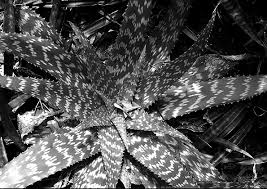 Image result for Aloe rulkensii