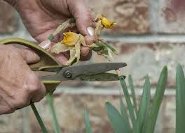 The Dos And Don Ts Of Deadheading Flowers Deadheading Flowers Perenial Flowers Gardening Tips
