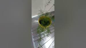 Image result for Asparagus krebsianus