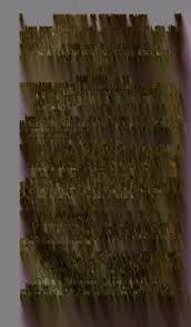 Image result for Kyllinga robinsoniana