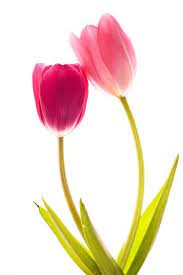 Two Beautiful Pink Back Lit Tulips Isolated On White Background Beautiful Flowers Wallpapers Flower Painting Flower Pictures