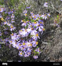 Image result for Felicia filifolia