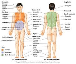 Anatomical Position Chart Www Bedowntowndaytona Com