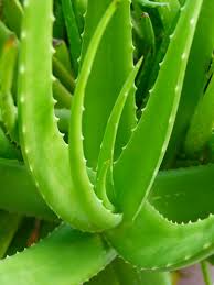 Ia mampu membersihkan udara dalam rumah secara semula jadi kerana melepaskan karbon diaoksida waktu malam dan menukarnya kepada oksigen. Tanamsendiri Com Grow Your Own Pokok Lidah Buaya Penuh Pasu