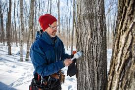 Maple syrup producers hoping for 'normal' season after last year's early  start