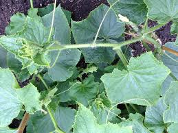 This guide concerns why are my cucumbers bitter? Cucumbers Bitter During Hot Dry Weather Indiana Yard And Garden Purdue Consumer Horticulturepurdue University Indiana Yard And Garden Purdue Consumer Horticulture