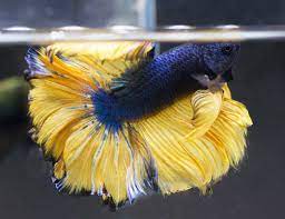 #betta #mustard betta #mustard gas betta #bettablr #fishblr #betta aquarium #planted aquarium #aquarium #fish tank #betta tank #male betta #betta splendens #bettalover #bettahobby #halfmoon. Mustard Gas Betta Complete Care Guide Information