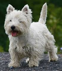 West Highland White Terrier Faq Westies
