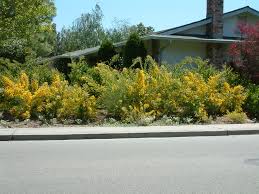 Image result for Acacia longifolia