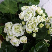 21年3月中下旬予約 ゼラニウム グリーンブーケ4号鉢植え 草花の苗 園芸ネット 本店 通販 Engei Net