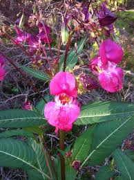 Image result for site:byggahus.se htc