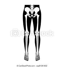 Female legs generally have greater hip. Human Leg Bones Anatomy Knee Foot Toe Joint Symbol Vector Flat Concept Illustration Isolated On White Background Canstock
