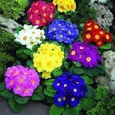 Update harga tanaman bunga mawar saat ini dimana tem[at jual bibit bunga mawar import dan berapa harga bibit bunga mawar potong online. Jual Benih Bibit Bunga Indonesia Home Facebook