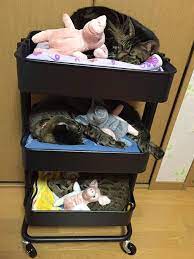 ikeaのワゴンが大変身 お猫様の 三段ベッド になっちゃいました grape グレイプ 猫 ikea 猫 ikea ワゴン