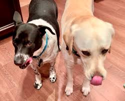 Dagger II aka DogVinci