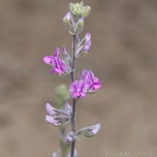 Image result for Cullen tomentosum