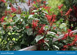 Image result for Odontonema cuspidatum