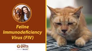 3 holding a small kitten. My Cat Tested Fiv Positive What Should I Do Pethelpful By Fellow Animal Lovers And Experts