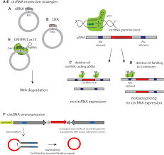 Circular RNAs: A Novel Class of Functional RNA Molecules with a Therapeutic  Perspective: Molecular Therapy