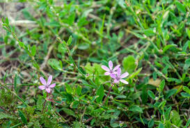 We did not find results for: Your Guide To Wild Flowers In Cornwall The Point At Polzeath