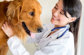 Our services and facilities are designed to assist in routine preventive care for young, healthy pets. Veterinary Services Email List Veterinarians Mailing List Pet Stores Email Database Pet Clinics Email Lists