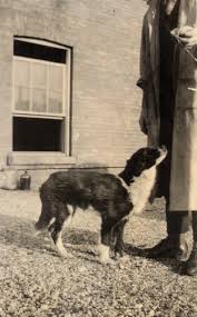 The Multiple Lives of Marjorie: The Dogs of Toronto and the Co-Discovery of  Insulin | Environmental History: Vol 23, No 2