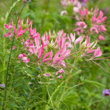 Image result for Cleome macrophylla