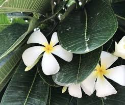 Pin On Pr Caribbean Native Flora