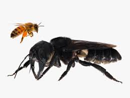 the triumphant rediscovery of the biggest bee on earth wired