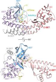 But she was way to afraid to confront the male about it. Structural Insights Into Setd3 Mediated Histidine Methylation On B Actin Biorxiv