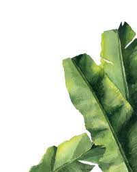 Pinterest Watercolor Plants Banana Leaves Watercolor Watercolor Leaves