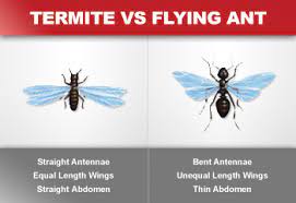 Check spelling or type a new query. Flying Ants Vs Termites Termite Or Ant