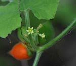 Image result for Corallocarpus triangularis