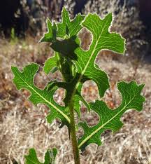 Image result for Lactuca lasiorhiza